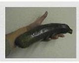 ズッキーニ船のオーブン焼き！作り方1写真