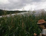 とうもろこしポテトサラダ♡作り方1写真