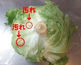 最長３週間!?レタス＆キャベツの保存方法作り方2写真