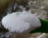 枝豆・だだっちゃ豆・基本!美味しい茹で方作り方1写真