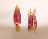 料理長の娘の【ミョウガのあっさり肉巻き】作り方1写真