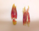 料理長の娘の【ミョウガのあっさり肉巻き】作り方1写真