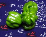 塩レモンで柚子胡椒風作り方1写真