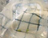 お弁当にサラダの時の裏ワザ作り方4写真