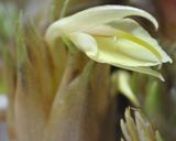 ミョウガの花のお吸い物作り方1写真