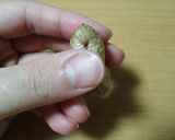 簡単 落花生のむき方作り方2写真