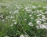 韮のお花も食べましょう作り方1写真