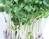 かいわれ大根の一先ず保存はこれ！作り方4写真