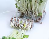 かいわれ大根の一先ず保存はこれ！作り方6写真