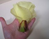 おくらと山芋の和え物~おくらの花添え~作り方5写真