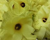 簡単　花オクラのポン酢漬け作り方1写真