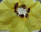 簡単　花オクラのポン酢漬け作り方3写真