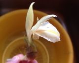 ミョウガの花deサラダ作り方1写真