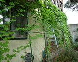 カレー風味のゴーヤチャンプルー♪作り方12写真