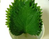 紙コップで大葉の保存作り方3写真