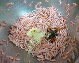 定番の味!餃子作り方2写真