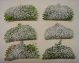 イワシの大葉包み揚げ。作り方4写真