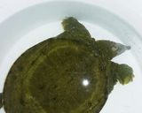 すっぽん鍋作り方1写真