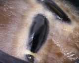 秋茄子とブロッコリーの洋風お浸し♪作り方4写真