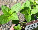 チョコミントとレモンバームのマフィン作り方1写真