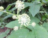 ウドの花と若い実の天ぷら作り方1写真