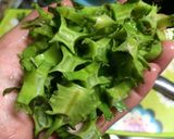 四角豆とおじゃこ和え作り方1写真