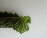 簡単！ヘルシーな豆腐ごまダレの棒々鶏作り方6写真
