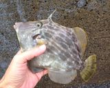あん肝よろしく蒸しカワハギ肝作り方1写真