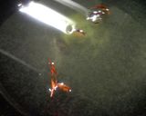 レディーサラダの浅漬け作り方2写真