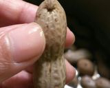 旬の味♪ゆで生落花生を圧力鍋で♡作り方5写真