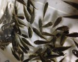 ＊信州の味　小鮒の煮付け　味噌味＊作り方1写真