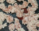 ⭐さつまいも・ゴーヤ⭐バター 醤油炒め♪作り方4写真