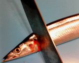 簡単♪活きのいい秋刀魚☆裁いてトロ刺身作り方3写真