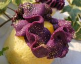 むらさき芋んぶらん作り方23写真