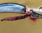 簡単!さんまの下処理＆骨まで柔らかい煮魚作り方5写真