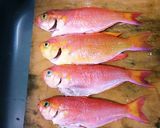 シキシマハナダイ(敷島花鯛)の刺身作り方1写真