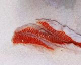 シキシマハナダイ(敷島花鯛)の刺身作り方7写真