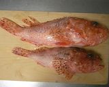 釣りたて☆オニカサゴのお刺身作り方1写真