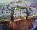 青じその千葉漬け作り方4写真