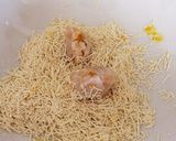 かぼちゃのイガ栗作り方6写真
