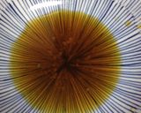 ほうれん草のワサビ和え作り方3写真