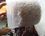 手作り納豆 (タニカ ヨーグルティア使用作り方14写真