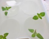 和梨りんごＤＥまぁるい氷作り方3写真