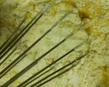 休日の朝食に。もっちり牛乳ホットケーキ作り方3写真