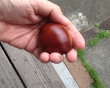 甘すぎない！ほろっ ほこっ 栗の渋皮煮作り方1写真