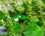しその実の天ぷら♪葉付で最高！作り方1写真