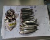 イワシの骨せんべい作り方1写真