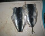 イワシのかば焼き～みぞれがけ～作り方1写真