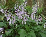 コバノギボウシの花の天ぷら作り方1写真