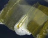 和風だし☆かつおと昆布の和風だし作り方2写真